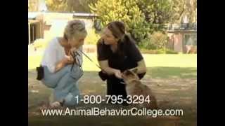 Animal Behavior College Commercial [upl. by Ittocs]