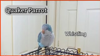 Baby Quaker Parrot Talking  Parrot Sounds  Whistling  Talking Monk Parakeet 🦜 [upl. by Ahsitauq]