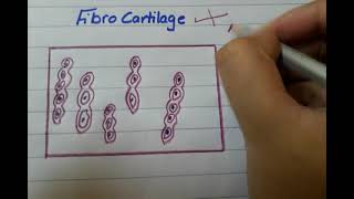 Fibrocartilage histo diagram  histology of fibrocartilage [upl. by Hsemin709]