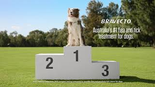 Bravecto Chew for Dogs TV Ad 30quot [upl. by Doreg]