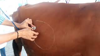 Auscultation with Percussion to diagnose  RDA Right side Abomasal Dispalcement in Cow Ping sound [upl. by Montana]