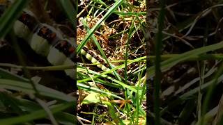 Raupe der Pfeileule shortsvideo acronicta nachtfalter schmetterling pfeileule falter nature [upl. by Enimsay]