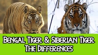 Siberian Tiger amp Sumatran Tiger  The Differences [upl. by Atiragram]