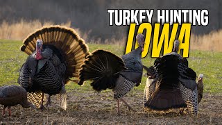 Longbeard FRENZY Right off the Roost  Iowa Turkey Hunting [upl. by Sirromed796]