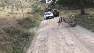 Intense fight between zebra and lioness [upl. by Sirod]