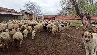 MERADAKİ KURBANLIKLARI GETİRDİK  KURBAN HAZIRLIKLARI Koyun Kuzu Videoları Koyunculuk Koyun yükleme [upl. by Robb763]