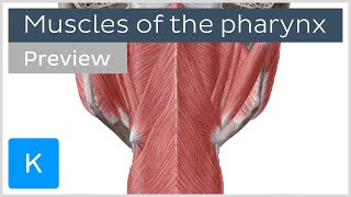 Muscles of the pharynx preview  Human Anatomy  Kenhub [upl. by Viviene]