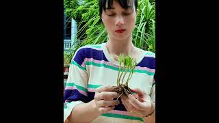 How to grow chives in the balcony garden [upl. by Atsuj]