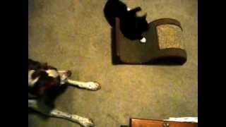 Brittany Spaniel meets rescue cat [upl. by Chrissy190]