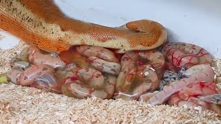 Rosy Boa giving birth to many cute babies live Reptile Story [upl. by Iggie]