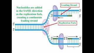 Definition of DNA Replication and Synthesis [upl. by Nwahsid]