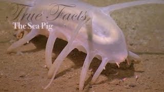 True Facts About The Sea Pig [upl. by Eli636]