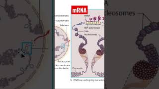 Understanding mRNA What Is mRNA and How Does It Work [upl. by Giacamo]