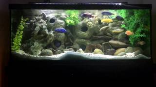 I Gave UpFaux Plants in the African Cichlid Tank [upl. by Martreb264]