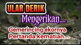 MENGERIKAN GEMERINCING EKOR ULAR DERIK PERTANDA KEMATIAN [upl. by Ninnahc]