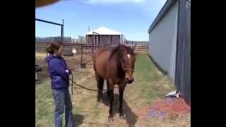 Aeon Lifewave patch on horses with ear issues [upl. by Eidoc]