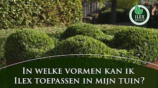 In welke vormen kan ik Ilex crenata toepassen in mijn tuin [upl. by Eatnohs]