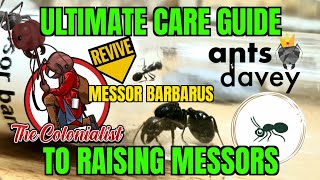 Ultimate Care Guide to Raising Messors  Messor Barbarus [upl. by Pelag]