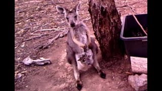 Wallaroo Macropus robustus [upl. by Obmar335]