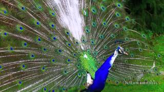 AMAZING PEACOCK DANCE ✰ OPENING FEATHERS FULL DISPLAY [upl. by Aibun69]