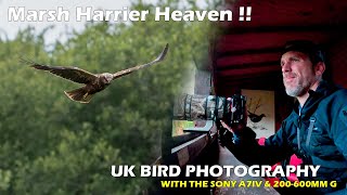 Marsh Harriers Warblers and the Great British Weather  UK Bird Photography [upl. by Aniluap164]