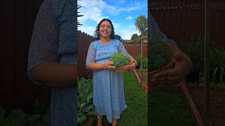 Broccoli Harvest  ബ്രോക്കോളി വിളവെടുപ്പ് broccoli homegarden harvest homegrown shorts [upl. by Badr834]