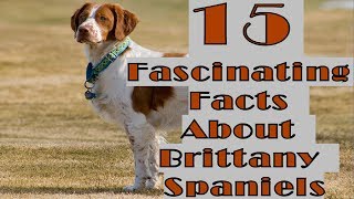 15 Fascinating Facts About Brittany Spaniels [upl. by Lokim]