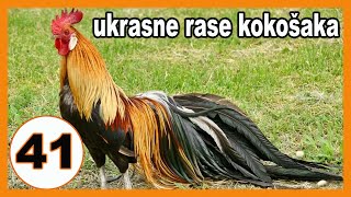 Popularne ukrasne kokoške  predstavljanje 41 rase kokošaka [upl. by Ayvid584]