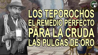 Los teporochos – El remedio perfecto para la cruda  Las pulgas de oro [upl. by Wiedmann]