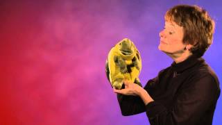 Folkmanis® Turtleneck Turtle Puppet Demo [upl. by Orofselet624]