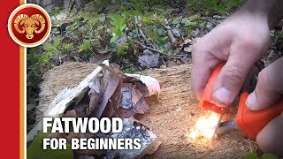 Fatwood for Beginners How to start a fire with fatwood and ferro rod [upl. by Enaej786]