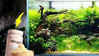 The Secret to Crystal Clear Aquarium Water How to recharge Purigen [upl. by Anyahc]