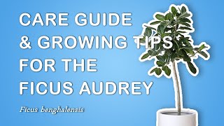 Growing amp Caring For the Ficus Audrey Ficus Benghalensis [upl. by Nwhas258]