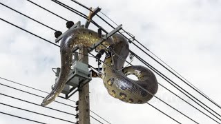 COBRA MONSTRUOSA LEVA CHOQUE MORTAL EM UM POSTE ELÉTRICO [upl. by Anitsugua]