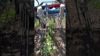 Tine Weeding Organic Soybeans With Hatzenbichler Air Flow Tine Weeder In Row View [upl. by Aimerej]