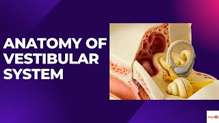 ANATOMY OF VESTIBULAR SYSTEMWHAT ARE SEMICIRCULAR CANALSVESTIBULAR DISORDERS [upl. by Weixel]