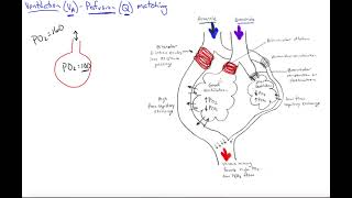 Ventilationperfusion matching [upl. by Adnuahsal]