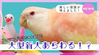 あたらしい家族が大物になる予感しかしない…【アキクサインコ】 [upl. by Ahsimal423]