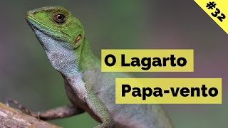 Lagarto Papavento  Enyalius perditus  Diário Animal [upl. by Irac]