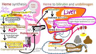 Hematology in 10 min Porphyria and Lead Poisoning [upl. by Pratt]