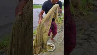 Cast Net Fishing shortvideo [upl. by Nolyad]