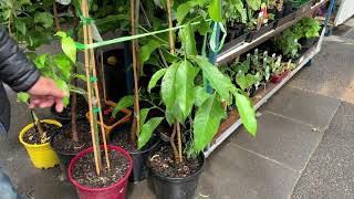 Michelia Alba Champaca for sale in an asian grocery store [upl. by Kacy]