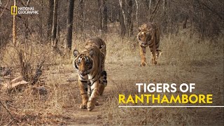 Tigers of Ranthambore  Tiger’s Revenge हिंदी  Full Episode  S1  E1  Nat Geo [upl. by Aivartal]