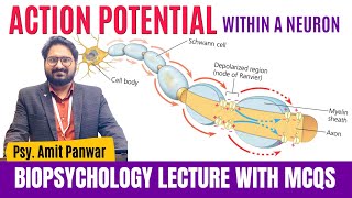 Action Potential  Communication Within a Neuron  Complete Lecture by Psychologist Amit Panwar [upl. by Lammaj]