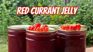 Red Currants  Growing Tips amp Jelly Recipe [upl. by Nahgen]