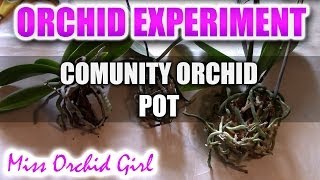 Orchid experiment  Community potting of 3 mini Phalaenopsis Orchids [upl. by Wemolohtrab]