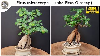 Ficus Microcarpa Bonsai  aka Ginseng Ficus [upl. by Leibrag926]