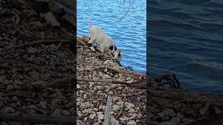 Wild Goat Drinking Adventure by the Lake shorts animals goat nature wildlife wildgoat [upl. by Saltzman650]