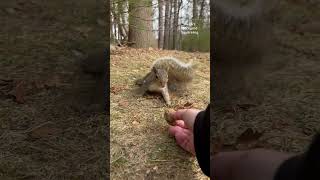 A Bird Almost Hit Mama Squirrel 😅 squirrelwhisperer melgsbackyardsquirreling [upl. by Nirrad]