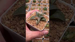 Haworthia Badia Hakuhou Variegated haworthia plants succulents [upl. by Gina]